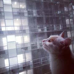阡抑