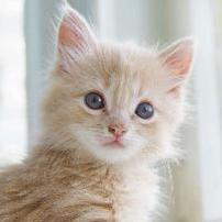 蜡笔小猫儿