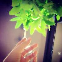 踏花归去amtf